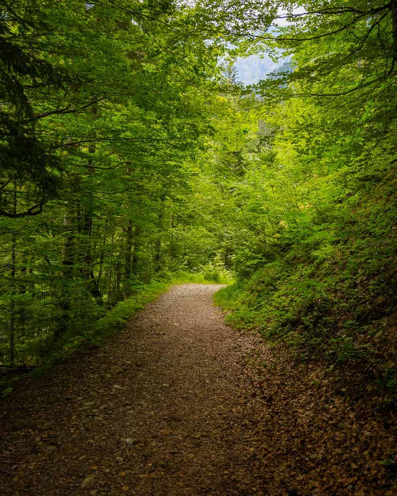 randonnee du cirque des fonts in the forest