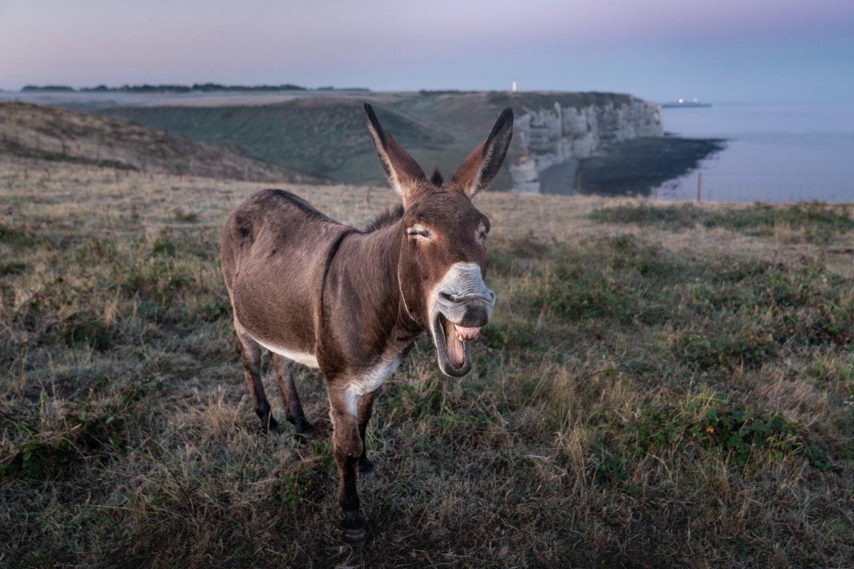 27 Wild Animals In France Wildlife In France Kevmrc