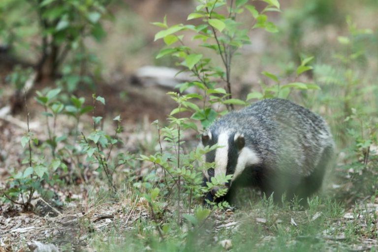 18-wild-animals-in-georgia-wildlife-in-georgia-kevmrc