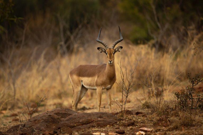 28 Wild Animals in Egypt [Wildlife in Egypt] - Kevmrc