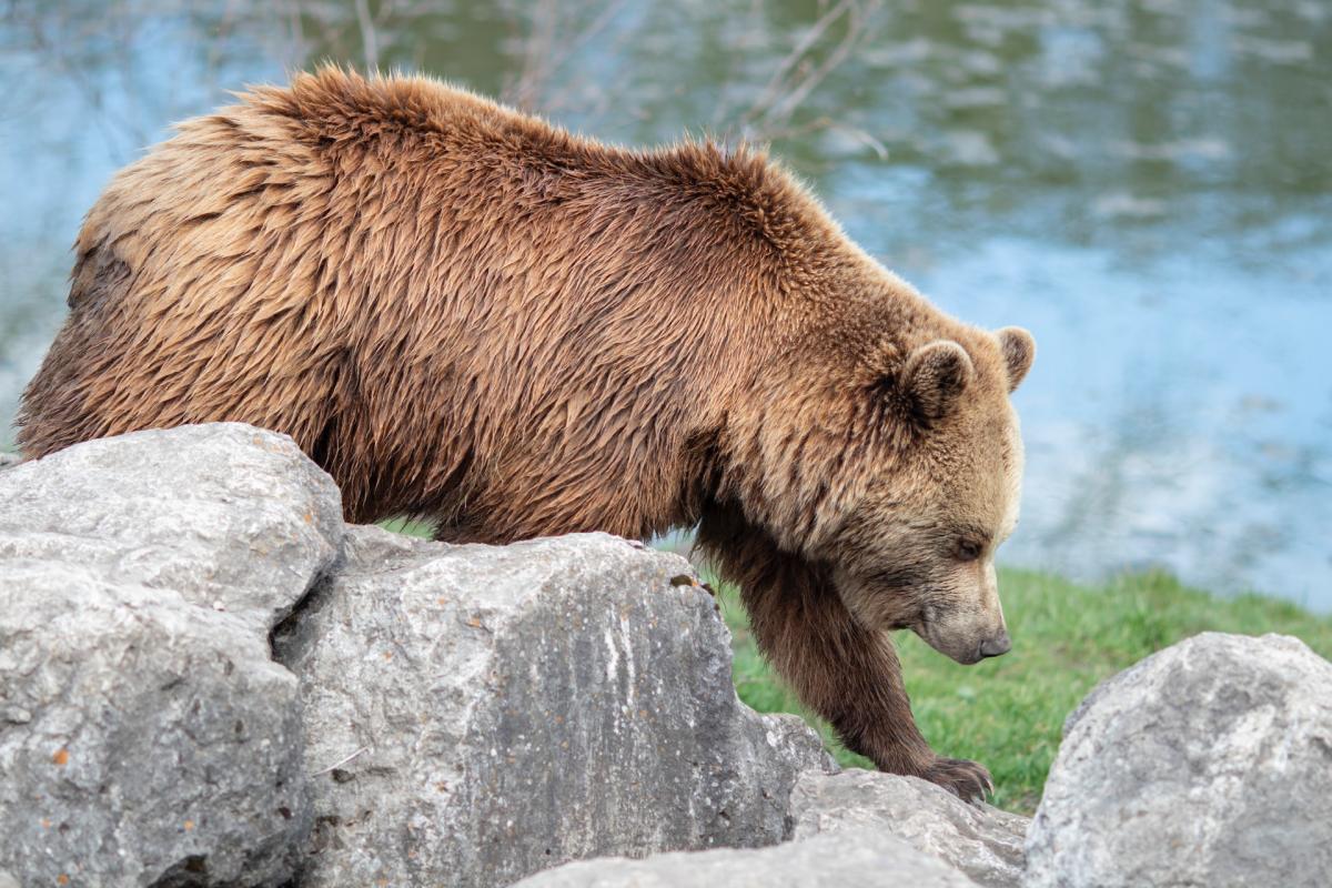 eurasian brown bear in france