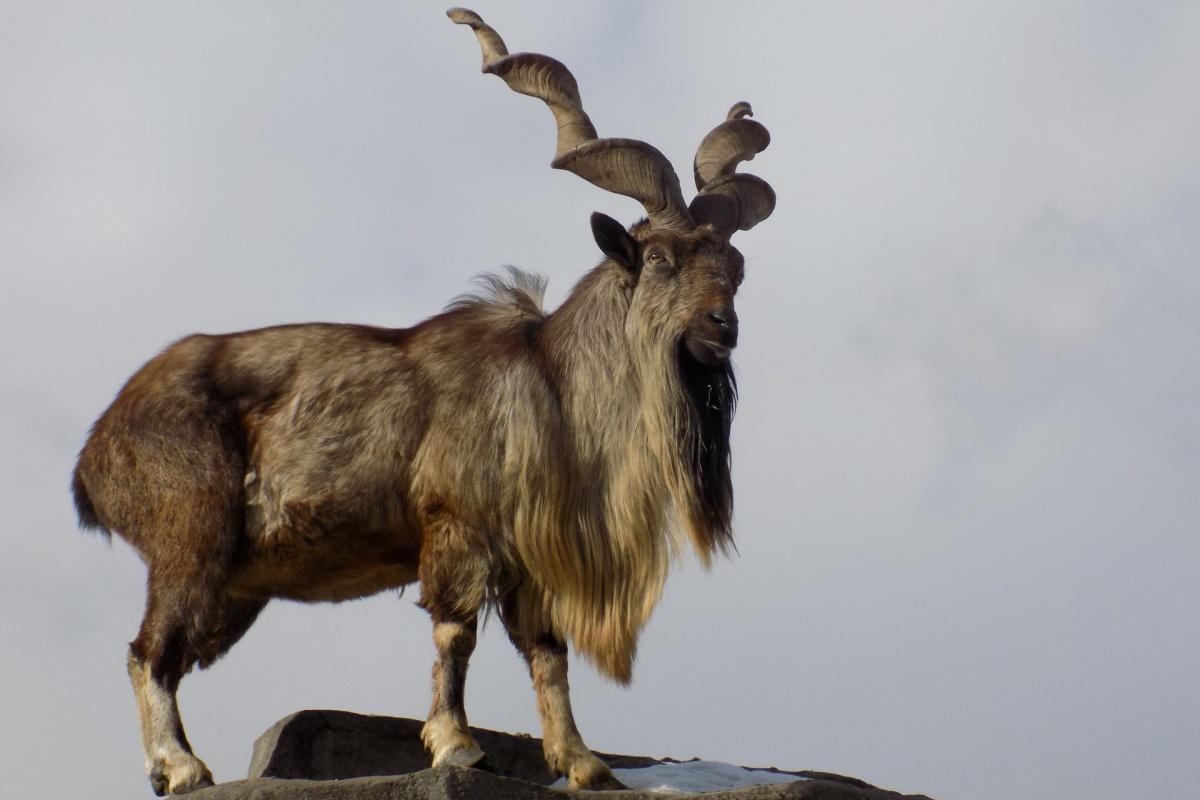 12 Wild Animals In Afghanistan Wildlife In Afghanistan Kevmrc