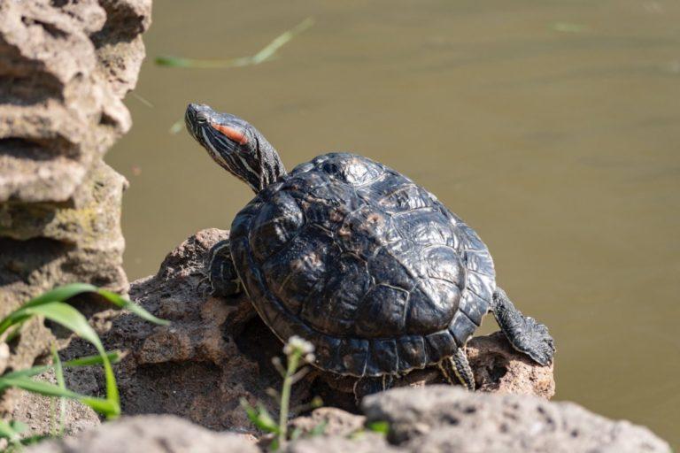 18 Wild Animals in Czech Republic [Wildlife in Czech Republic]