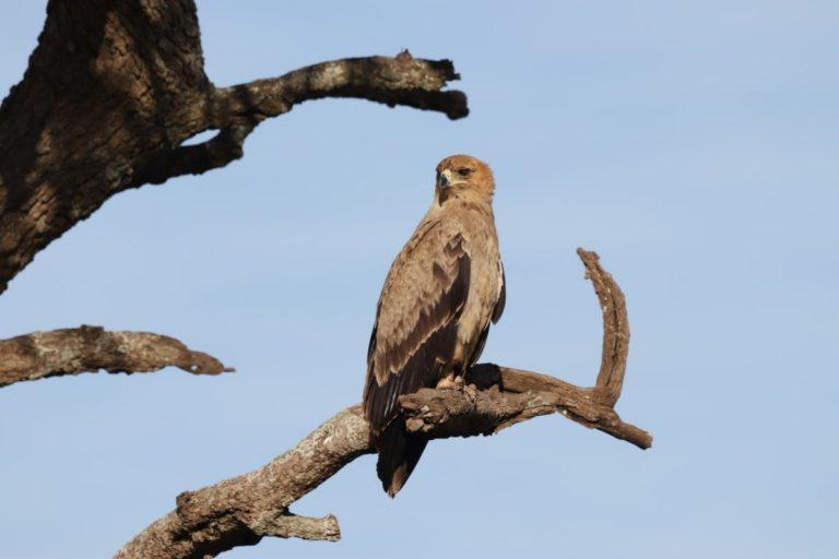 12-wild-animals-in-armenia-wildlife-in-armenia-kevmrc