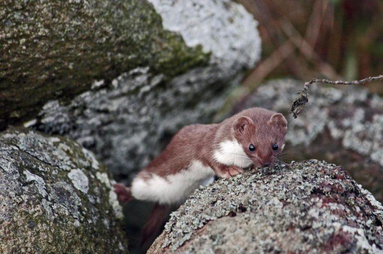 21 Wild Animals in Ireland [Wildlife in Ireland] Kevmrc