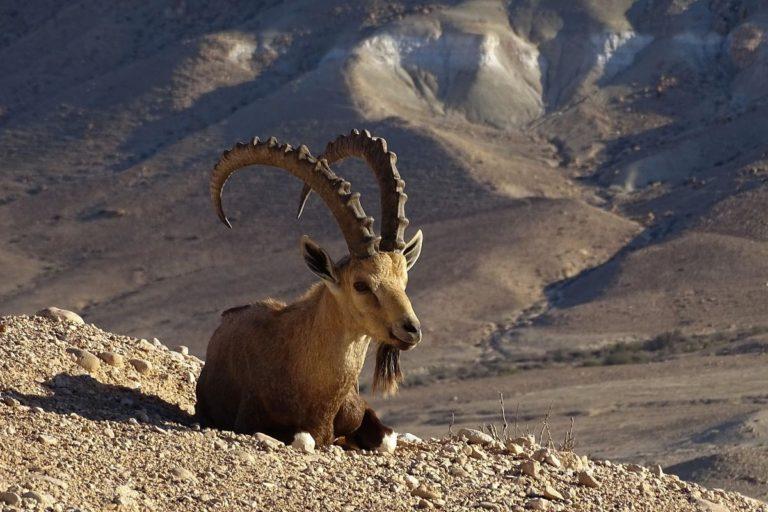 16 Wild Animals In Oman Wildlife In Oman Kevmrc