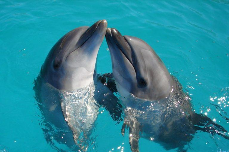 dolphin tours el salvador
