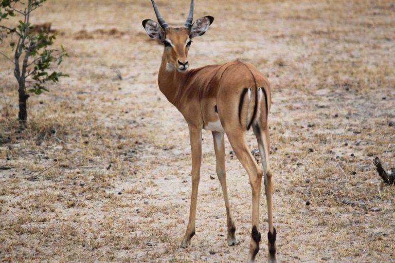 30 Wild Animals in Saudi Arabia [Wildlife in Saudi Arabia] - Kevmrc