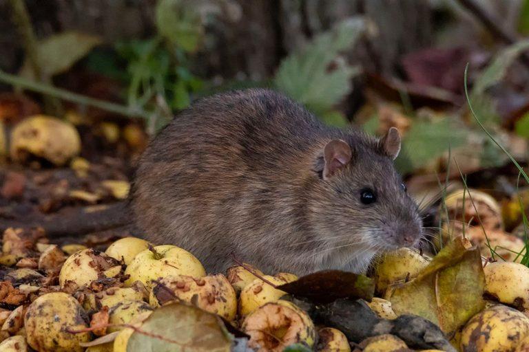 15 Wild Animals in Barbados [Wildlife in Barbados] - Kevmrc