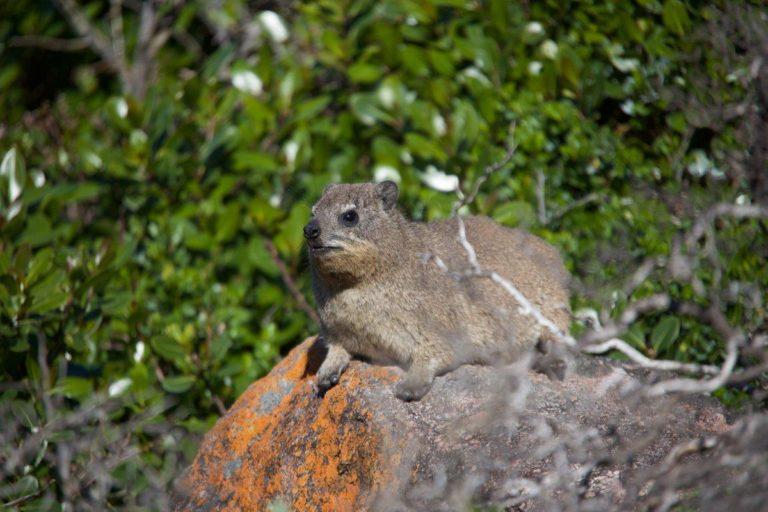 30 Wild Animals In Saudi Arabia [Wildlife In Saudi Arabia] - Kevmrc