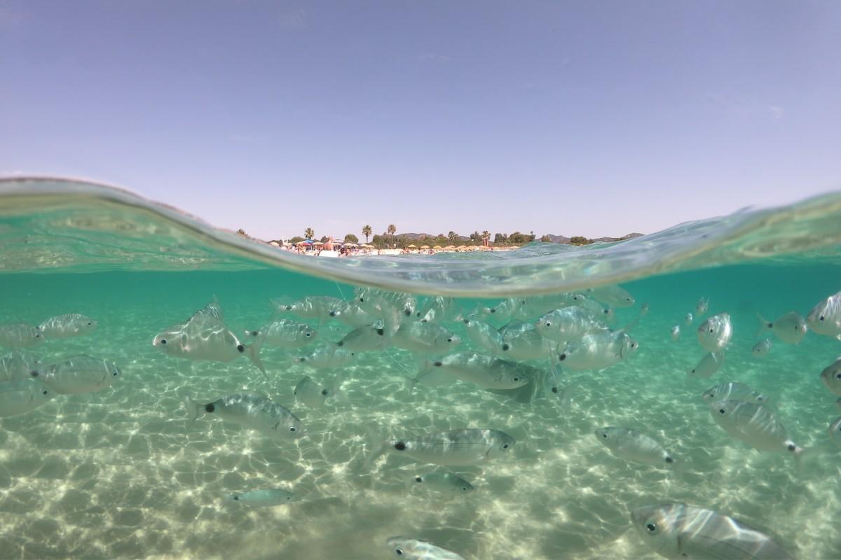 fish in the sardinian sea