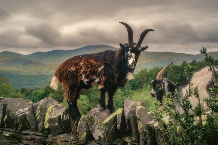 13 Wild Animals in Wales [Wildlife in Wales] - Kevmrc