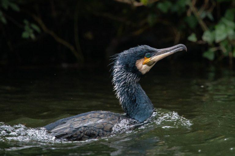 20 Wild Animals in England [Wildlife in England] - Kevmrc