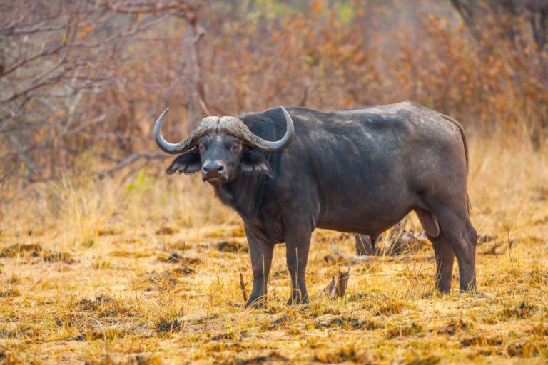 18 Wild Animals in Zambia [Wildlife in Zambia] - Kevmrc