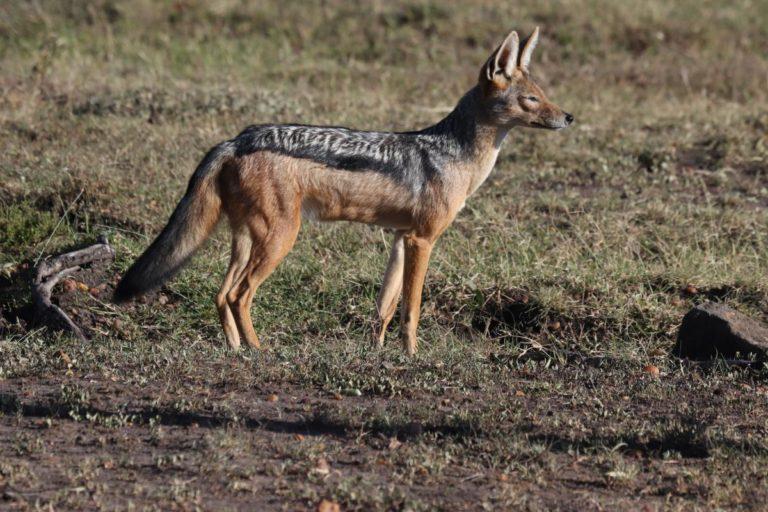 10 Wild Animals in Algeria [Wildlife in Algeria] - Kevmrc