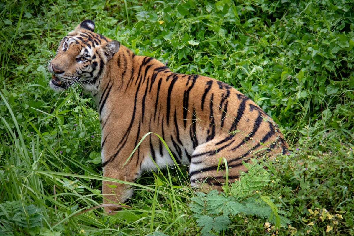 bali tiger is part of the wildlife of indonesia