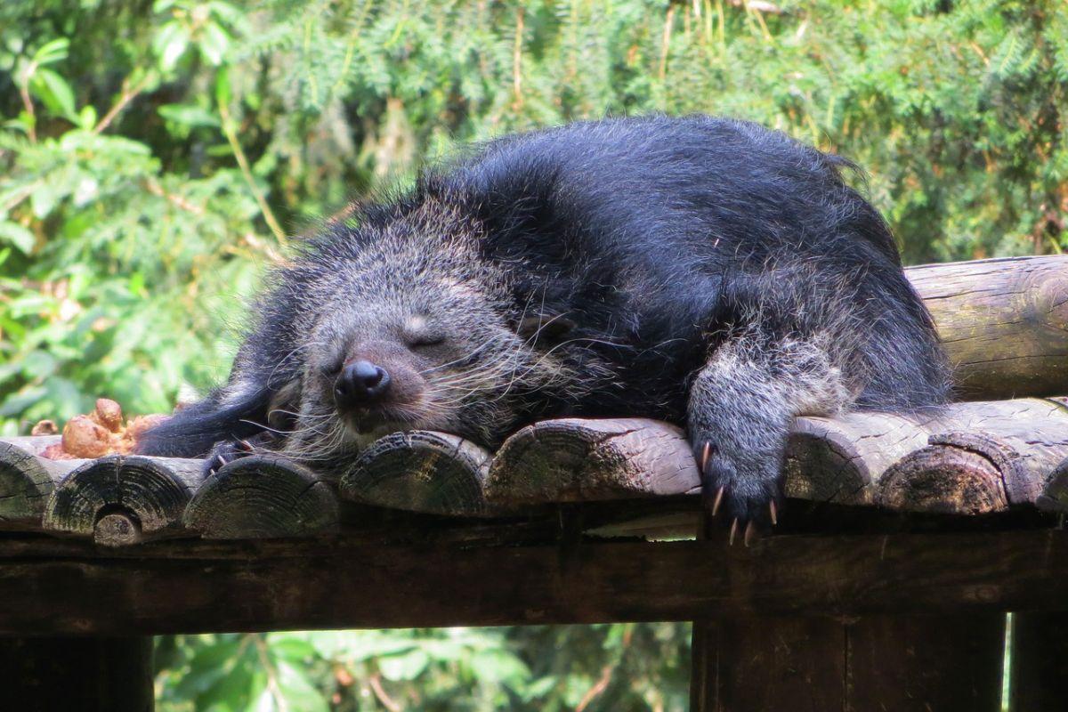 binturong is among the animals native to indonesia