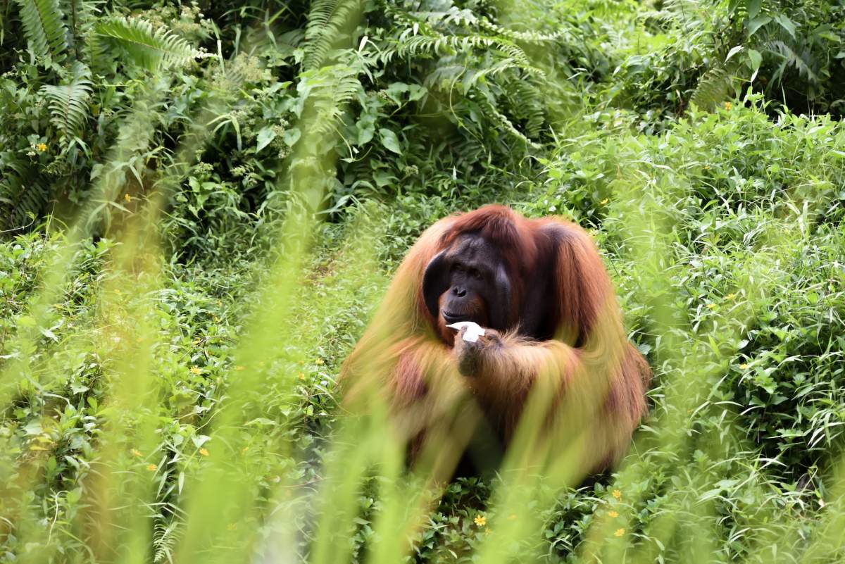 bornean orangutan is one of the endangered animals of indonesia