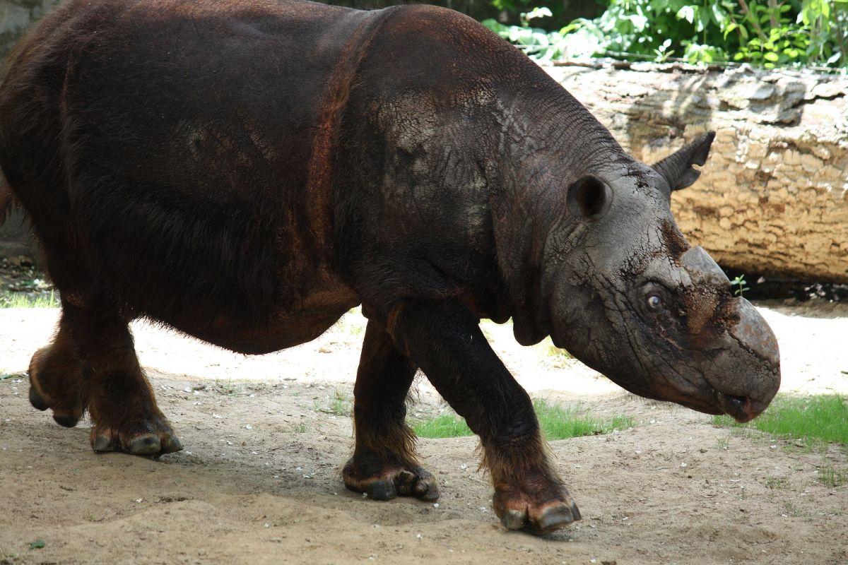 bornean rhinoceros is among the native animals of indonesia