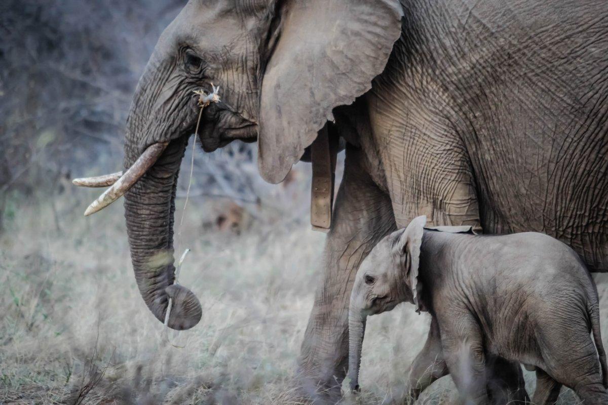 borneo elephant is part of the endangered animals indonesia list