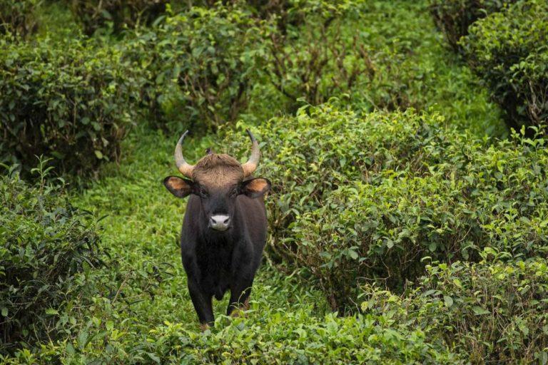 18 Wild Animals In Myanmar Wildlife In Myanmar Kevmrc