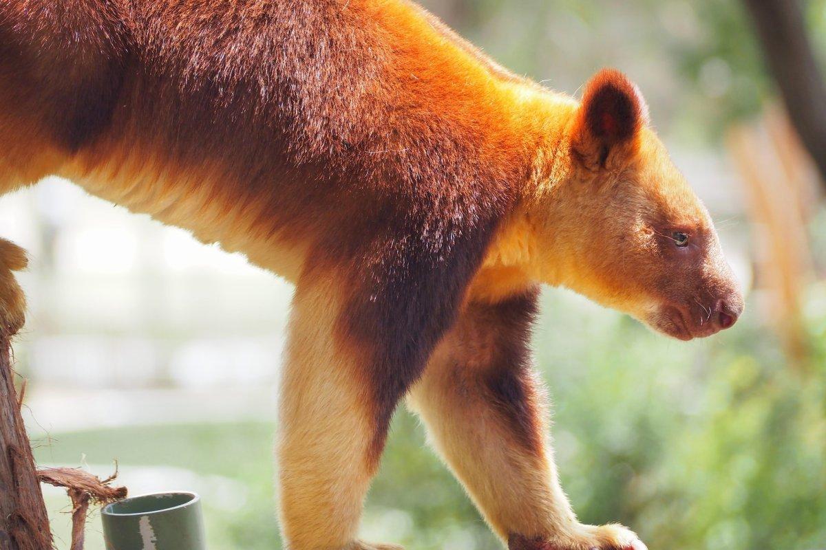 goodfellow's tree-kangaroo