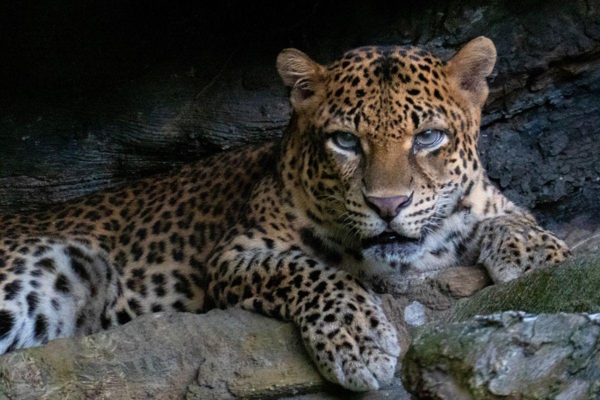 javan leopard is one of the animals in indonesia rainforest