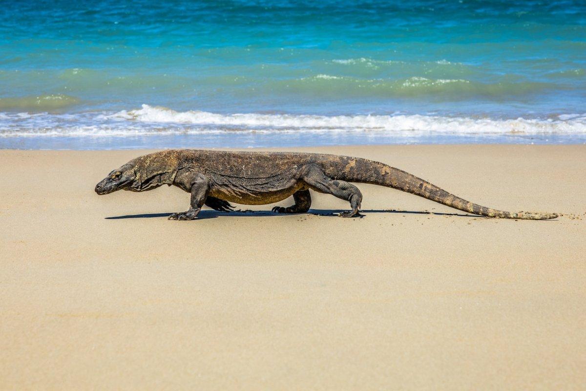 komodo dragon is one of the dangerous animals in indonesia