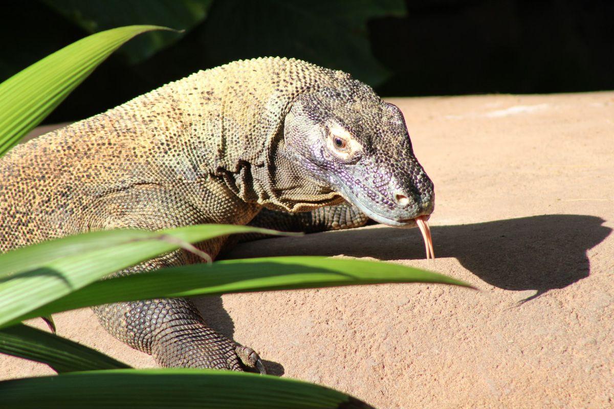 komodo dragon is the national animal of indonesia