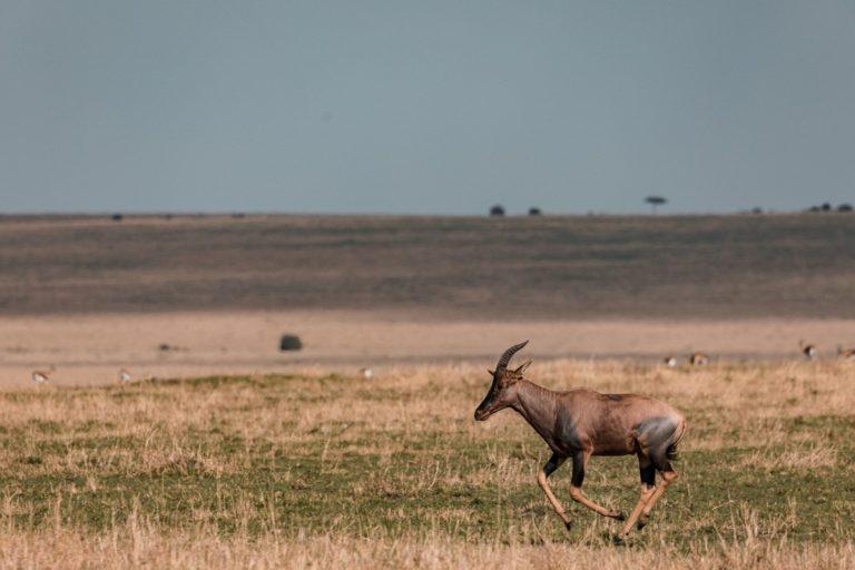 16 Wild Animals in Senegal [Wildlife in Senegal] - Kevmrc