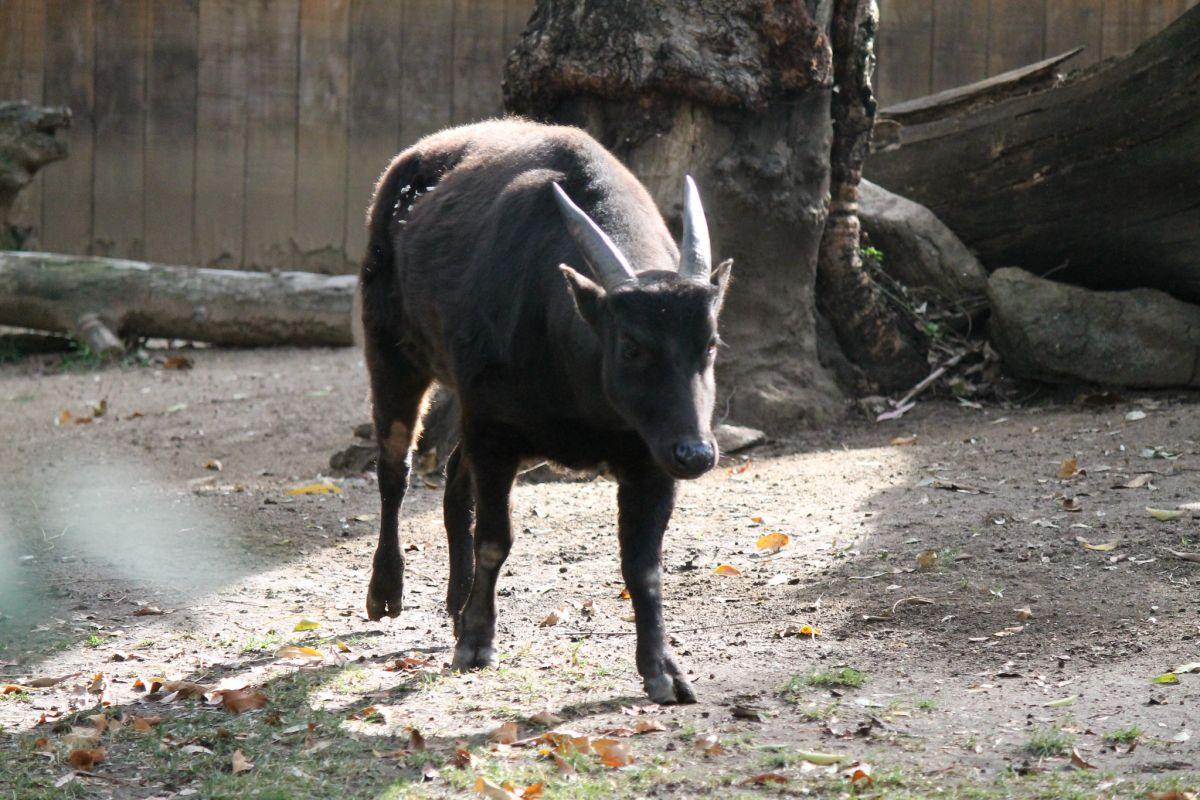 lowland anoa is among the endangered animals from indonesia