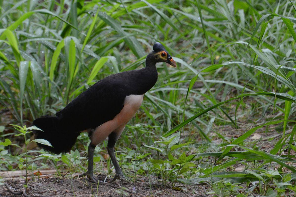 maleo is in the list of endangered animals in indonesia