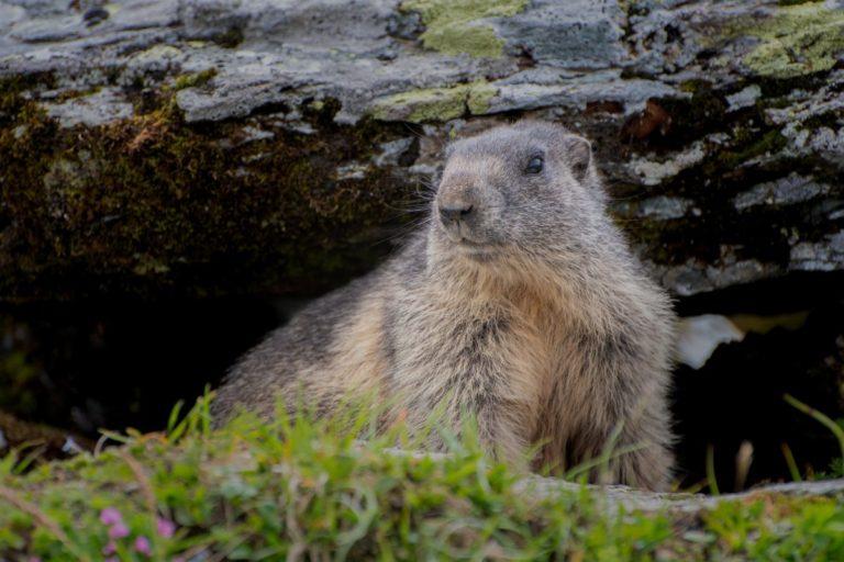 13 Wild Animals in Uzbekistan [Wildlife in Uzbekistan] - Kevmrc