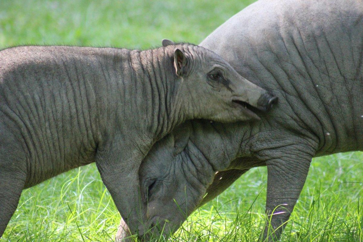 north sulawesi babirusa