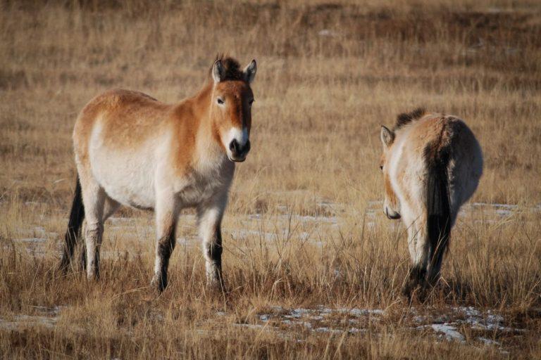 35 Wild Animals in China [Wildlife in China] - Kevmrc