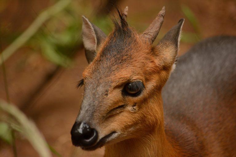 13 Wild Animals in Togo [Wildlife in Togo] - Kevmrc