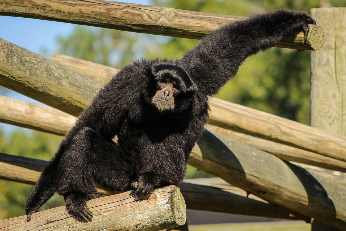 siamang is one of the native animals indonesia has on its land