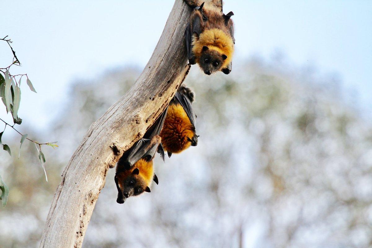 sulawesi flying fox is one of the animals found in indonesia