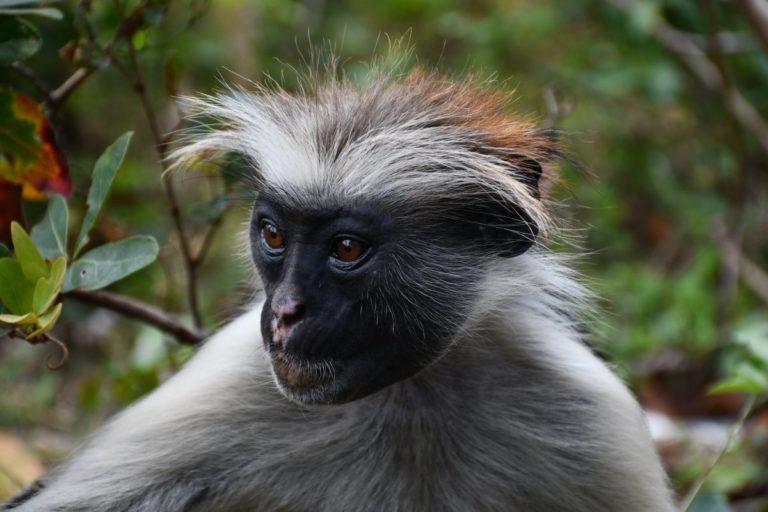 14 Wild Animals in Zanzibar [Wildlife in Zanzibar] - Kevmrc