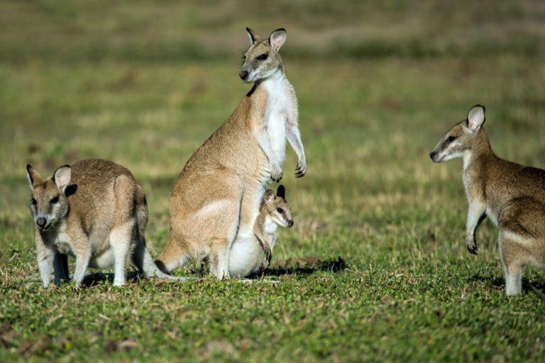 27 Wild Animals in Papua New Guinea [Wildlife in Papua New Guinea]