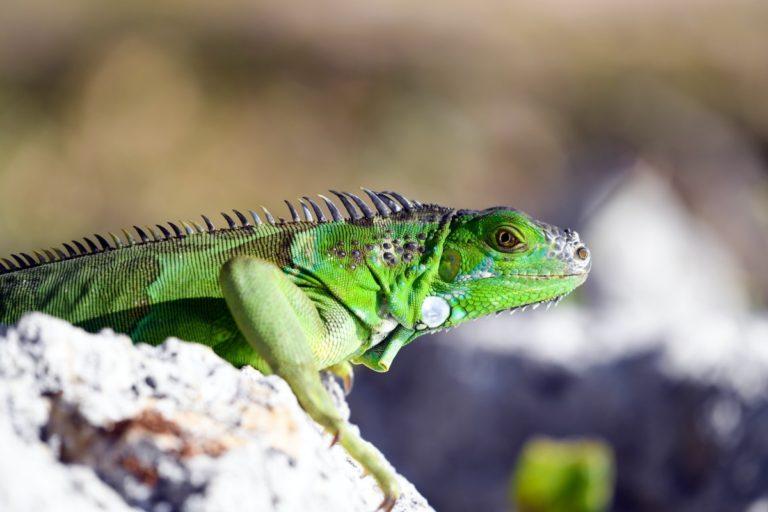 13 Wild Animals in Vanuatu [Wildlife in Vanuatu] - Kevmrc