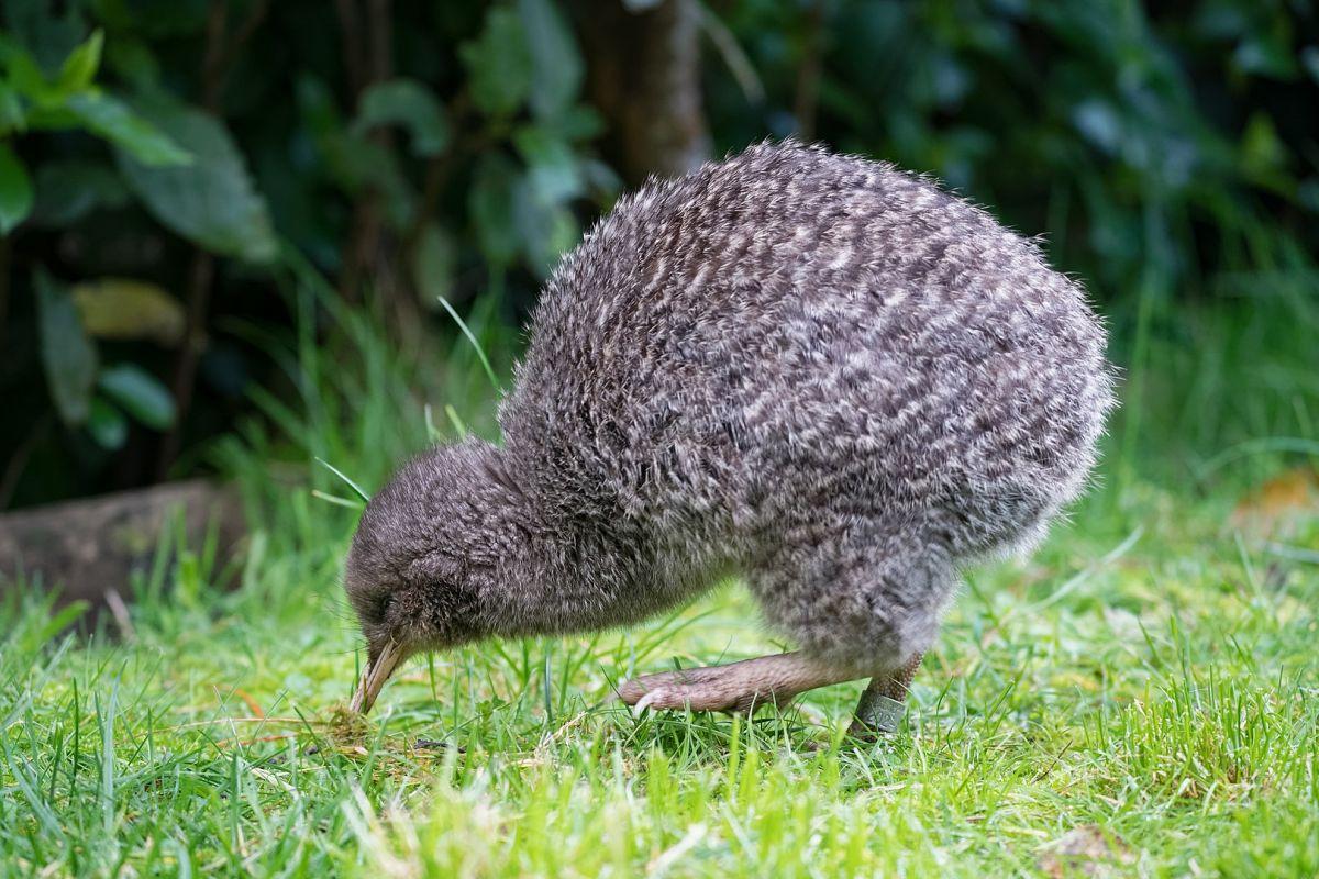 33 Wild Animals In New Zealand Wildlife In New Zealand Kevmrc