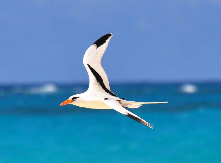 10 Wild Animals in Tuvalu [Wildlife in Tuvalu] - Kevmrc