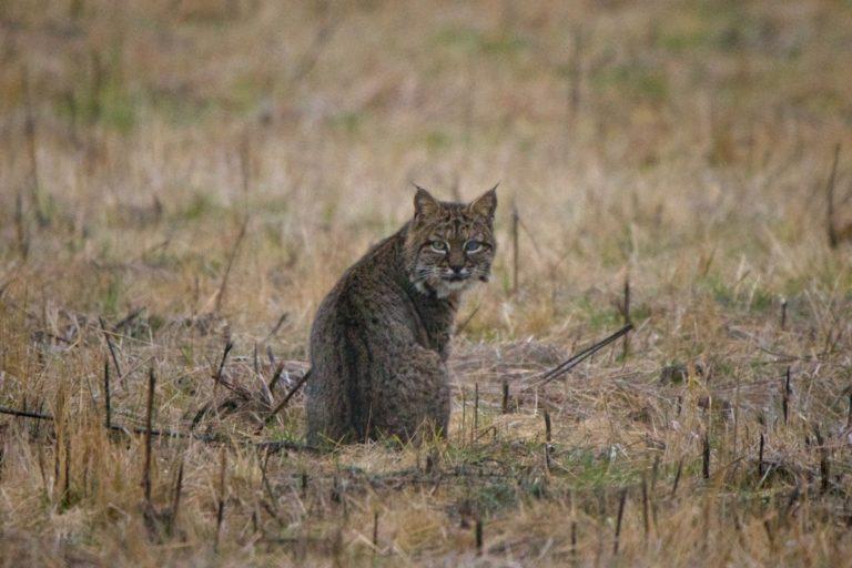 13 Wild Animals in Iowa [Wildlife in Iowa] - Kevmrc