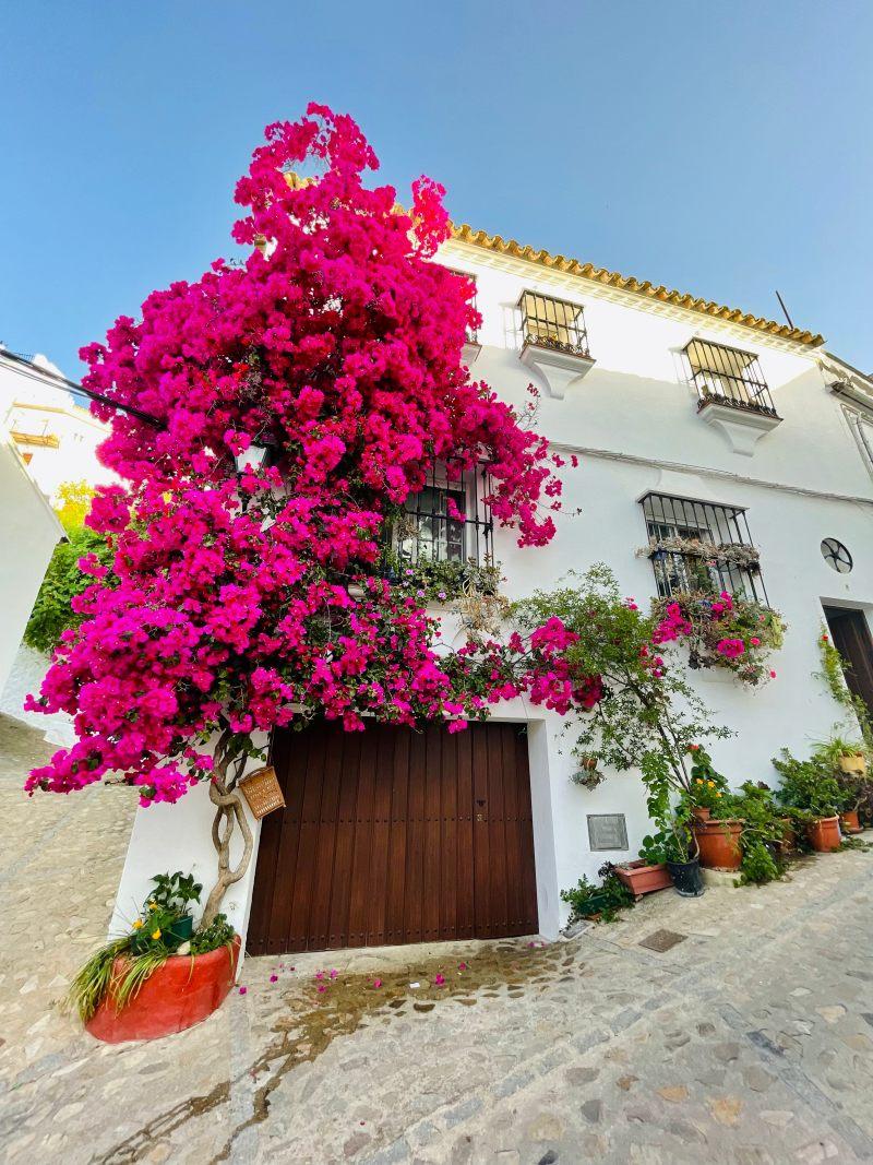 geranium in the streets of zahara de la sierra