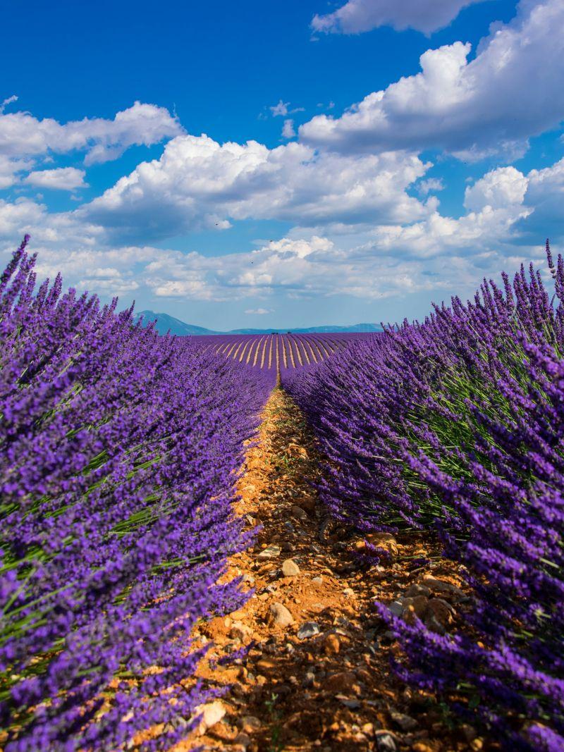 lavender field in provence