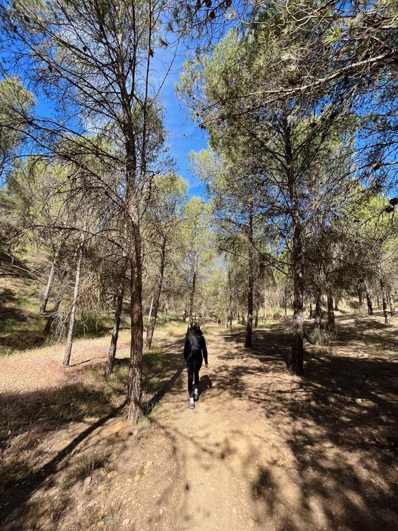 walking under the trees