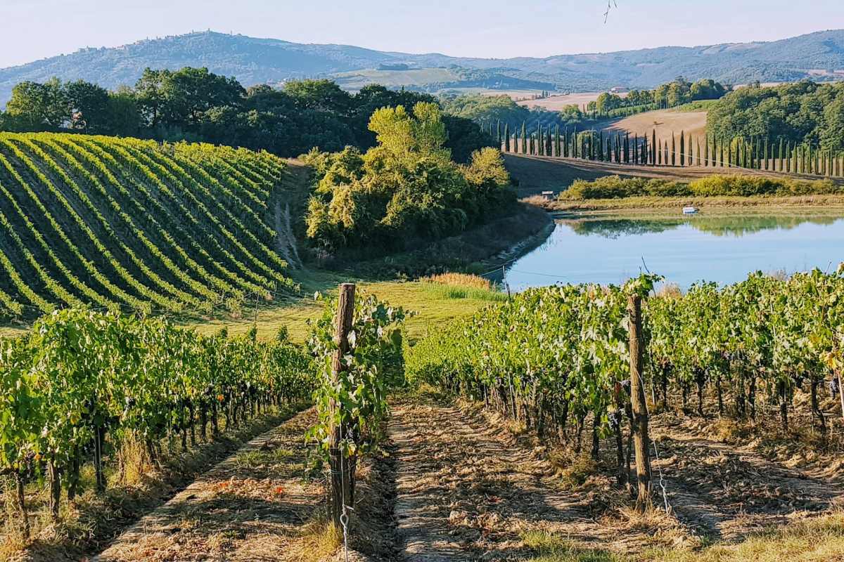 12 Best Wine Regions of the World to Visit During Harvest Season