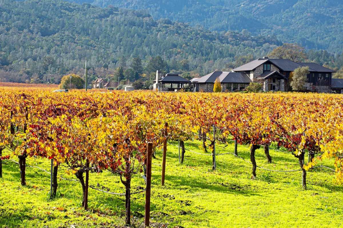 napa valley is one of the best wine regions of the world