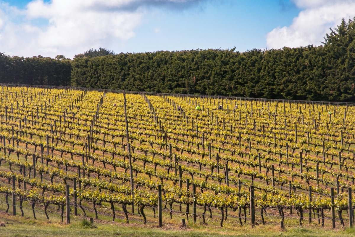 yarra valley